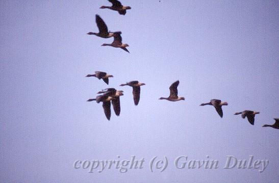 Birds in flight, Heacham, Norfolk.jpg